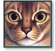 Braldt Bralds art print: Abyssinian
