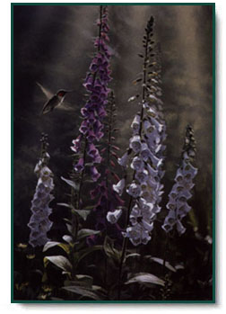 Terry Isaac - Midsummer Dream - Ruby-Throated Hummingbird